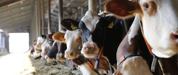 Rinderkrankheiten Josera Ratgeber JOSERA cattle waiting in the feeding rack