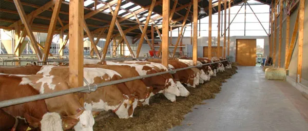 Rund Um Stall Josera Ratgeber JOSERA cattle standing in the stable