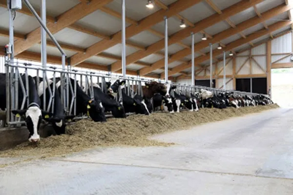 Stall Schwarzbunte JOSERA cattle standing and eating in the feeding stand