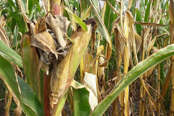 JOSILAC maize with dry damage