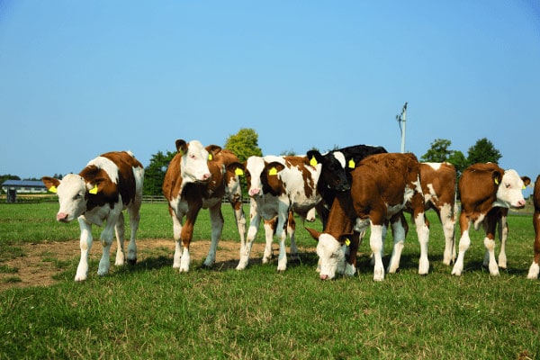 JOSERA calves standing in the pasture