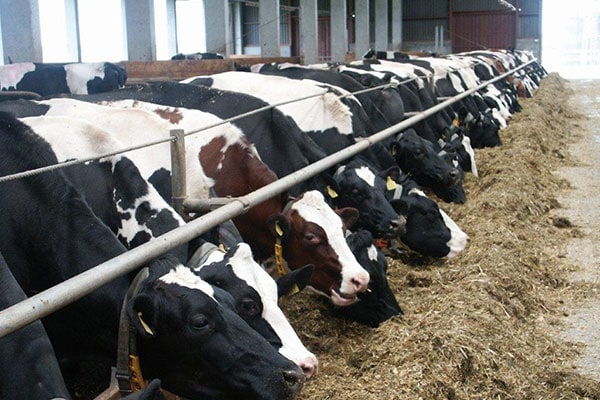 JOSERA cattle in the feed stand eating