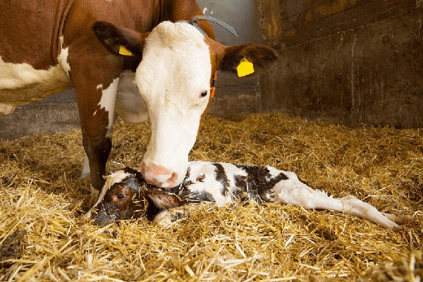 JOSERA cow with a new born calf