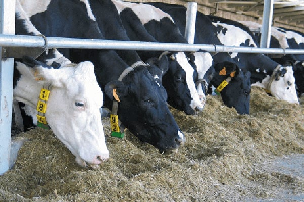 JOSERA cattle eating in the feeding stand
