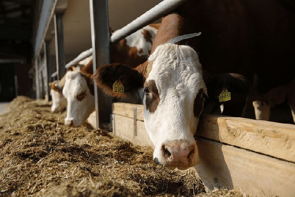 JOSERA cattle in the feeding stand