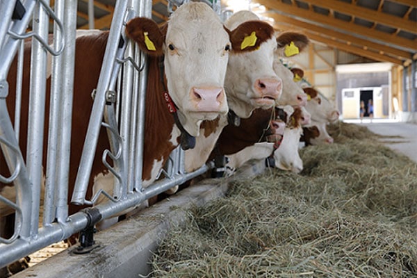 JOSERA cattle standing in the feeding stand