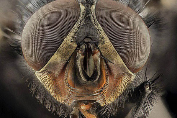 JOSERA Fly, close up