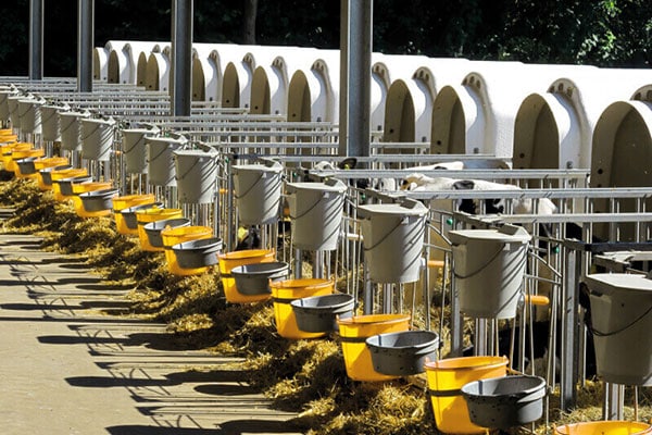 JOSERA igloos of calves in a row