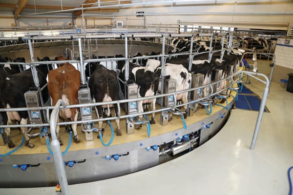 JOSERA cattle in the milking carousel