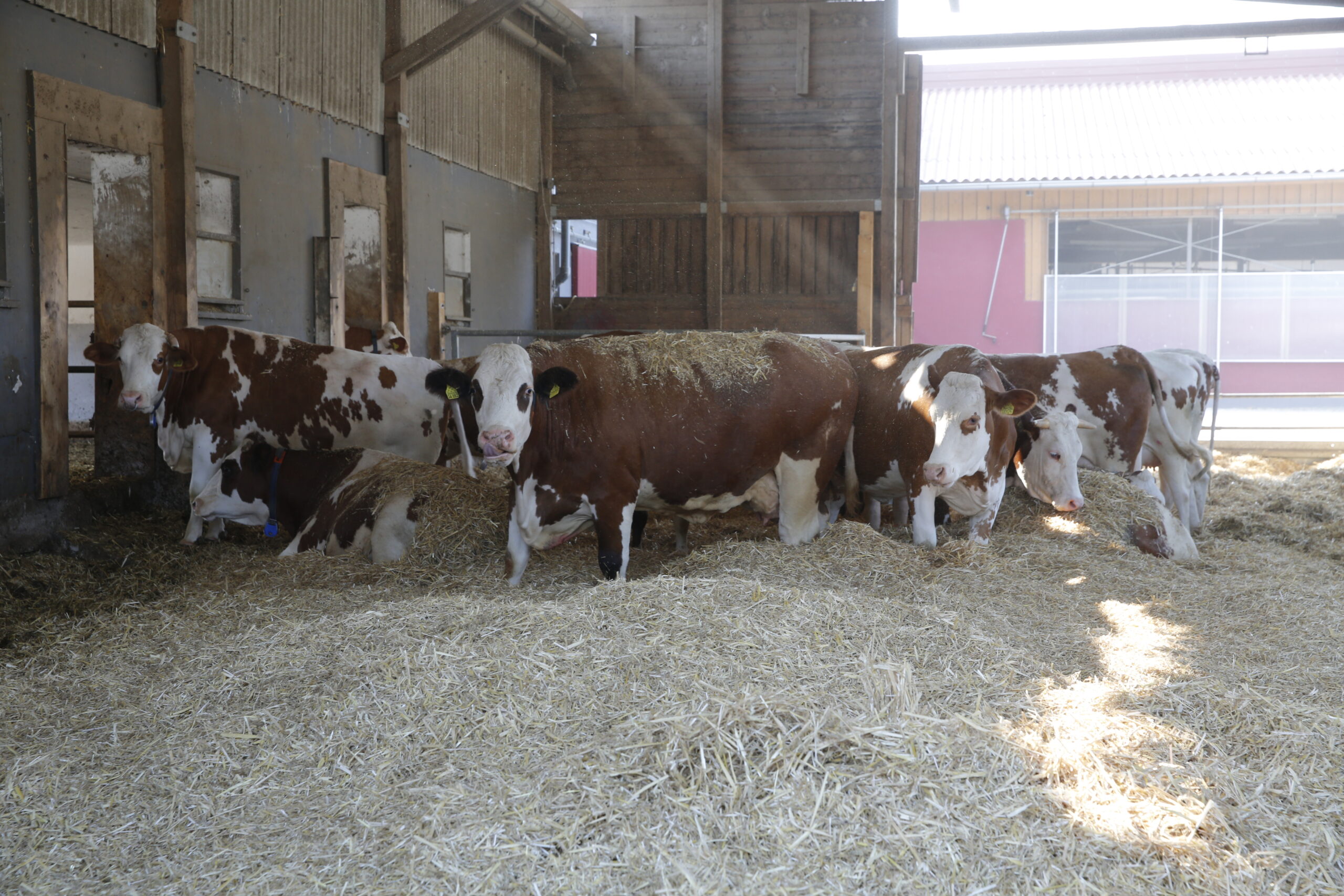 JOSERA Cattle lying on straw in the stable and standing