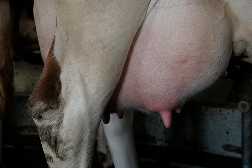 Udder health