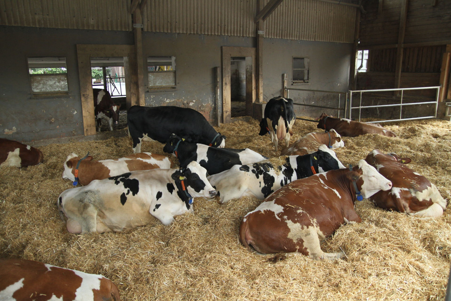 JOSERA Cattle lying on straw in the stable and standing