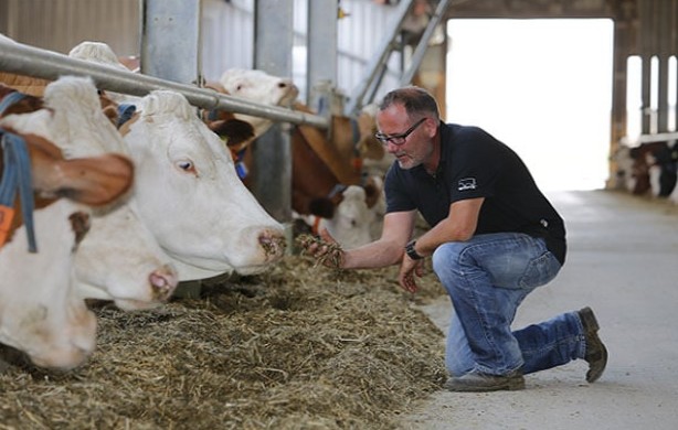 man feeds cows with forage